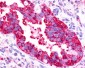 TPRA1 / GPR175 Antibody (Cytoplasmic Domain)